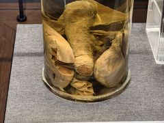 -四川大学博物馆