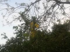 -南国桃园旅游度假区