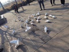 -天津妈祖文化园