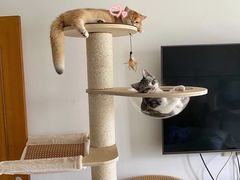 -东方名猫馆·英短金渐层布偶猫舍(环线广场1号楼店)