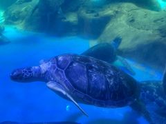 -海合安成都极地海洋公园