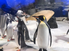 -凯莉-塔尔敦海洋生物水族馆