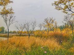 -东郊湿地公园