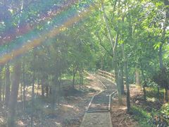 -上海佘山国家森林公园天马山园