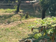 -深圳野生动物园