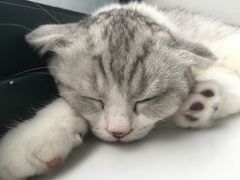 -喵的天空名猫咖啡馆·撸猫·猫舍·用品