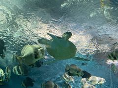 -上海海洋水族馆
