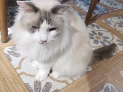 -猫猫幼稚园·撸猫·桌游·电玩