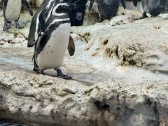 -帝企鹅自助餐厅•儿童岛•真企鹅(长隆企鹅酒店)