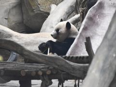 -灵玲国际马戏城