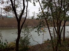 -新江湾城公园