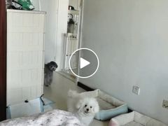 -波姐宠物家庭寄养
