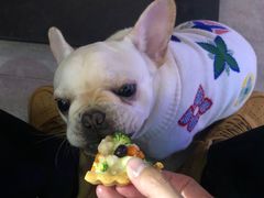 -百好乐宠物友好餐厅(朝外大街店)