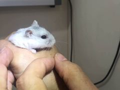 -荣耀金沙动物医院(清江西路店)