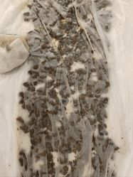 -姜美堂·蒸姜除湿の纤体美颜馆