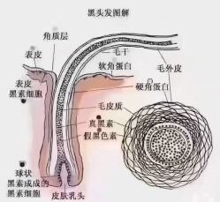 -诗碧曼养发