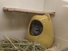 -龙猫仔乐园(惠福东路店)