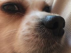 -美联众合动物医院·24h转诊中心