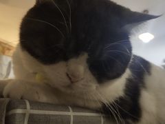 -海边的猫和咖啡馆