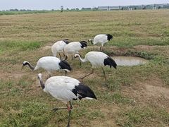 -盐城丹顶鹤湿地生态旅游区