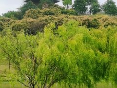 -东莞植物园