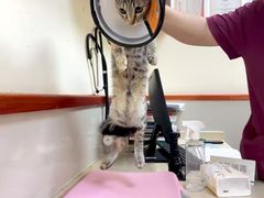 -艾贝尔宠物医院 ·内科全科(梁溪路店)