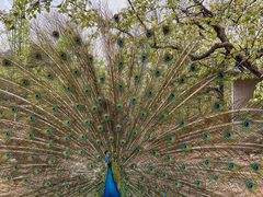 -丽泽山庄·生态怀柔菜·虹鳟鱼(红螺寺店)