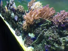 -御唐府海珊瑚主题餐厅