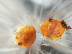 -毛氏汽水包(山海关路店)