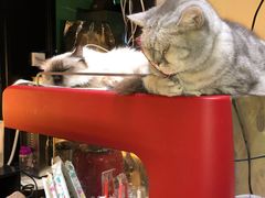 -猫色咖啡·猫咖