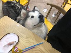 -汪说·狗咖(旺城大厦店)