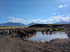 -山丹皇家马场