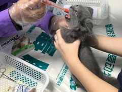 -瑞派宠物医院·24h·骨外科·皮肤科·全科宠物医疗转诊中心(沈阳浑南院)