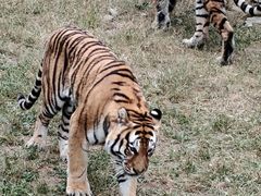 -石家庄市动物园