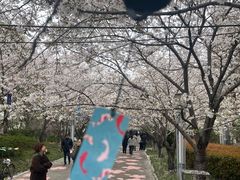 -高东镇樱花园