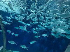 -上海海洋水族馆