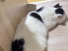 -藏猫猫咖啡主题馆(中央大道店)