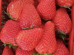 -田趣农庄草莓采摘园