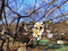 -香雪海