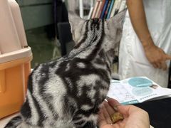 -瑞派动物医院·猫专科·至诚(江南中分院)