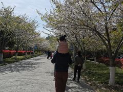 -高东镇樱花园