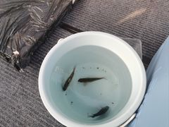 -小猫钓鱼海钓俱乐部(椰梦长廊店)