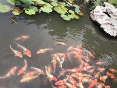 -鹅湖玫瑰文化园