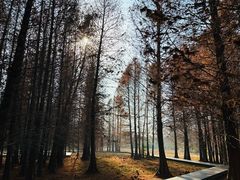 -溱湖国家湿地公园