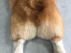 -汪说·狗咖(旺城大厦店)