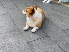 -唐闸邵记鸡煲馆