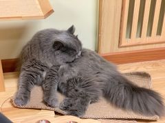 -猫和宫(六道口店)
