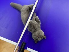 -佳雯宠物医院(四明中路分院)