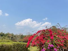 -中国科学院西双版纳热带植物园