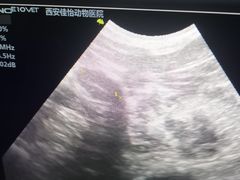 -佳怡动物医院·平价24小时·猫专科骨外科